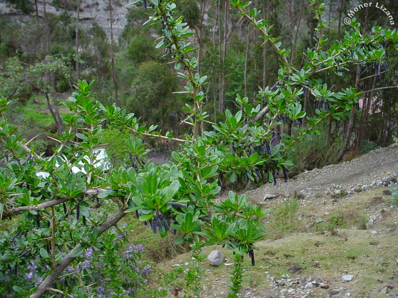 Planta silvestre de Chungui - Waqra kichka