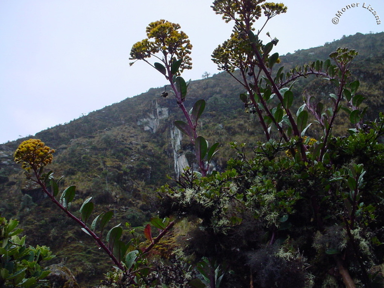 Planta silvestre de Chungui - Mankapakina