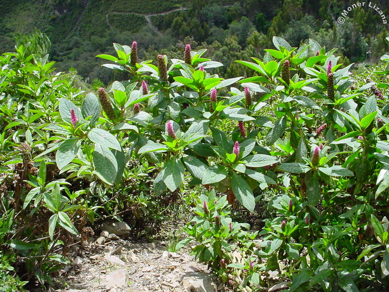 Planta silvestre de Chungui - Jaboncillo