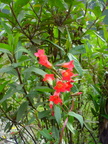 Flor silvestre de Chungui