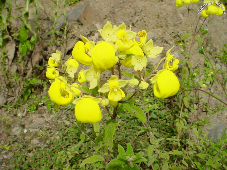 Flor silvestre de Chungui