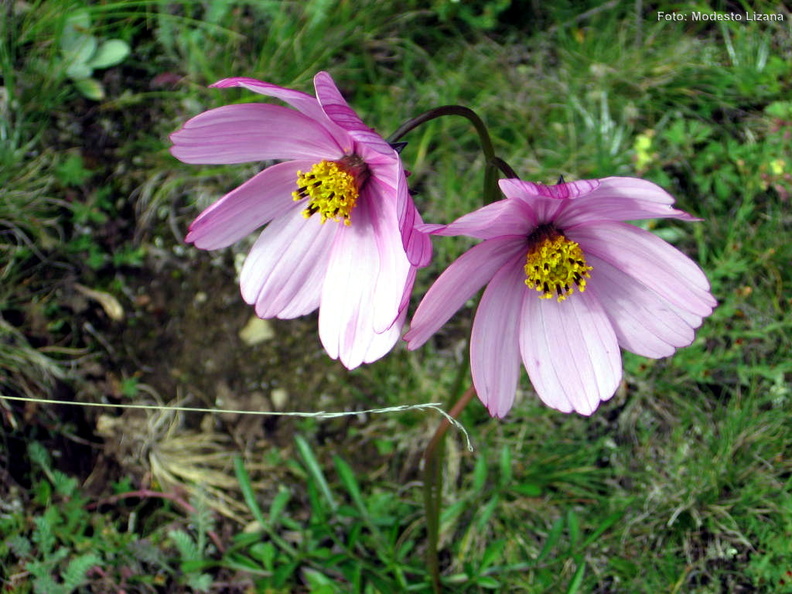 Flor de pantirway