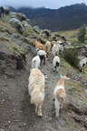 Cabras camino al campo