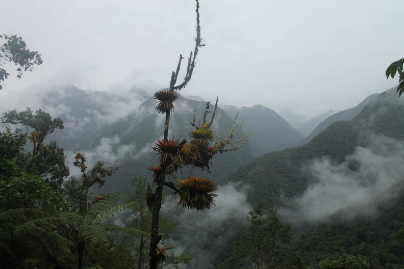 Bromeliáceas de bosque de neblina