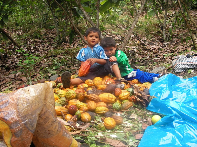 Niños de Chinete cosechando cacao